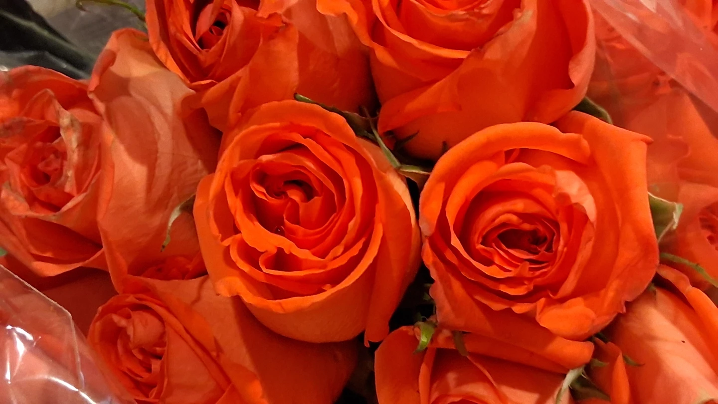 Fresh Cut Roses - photo 2