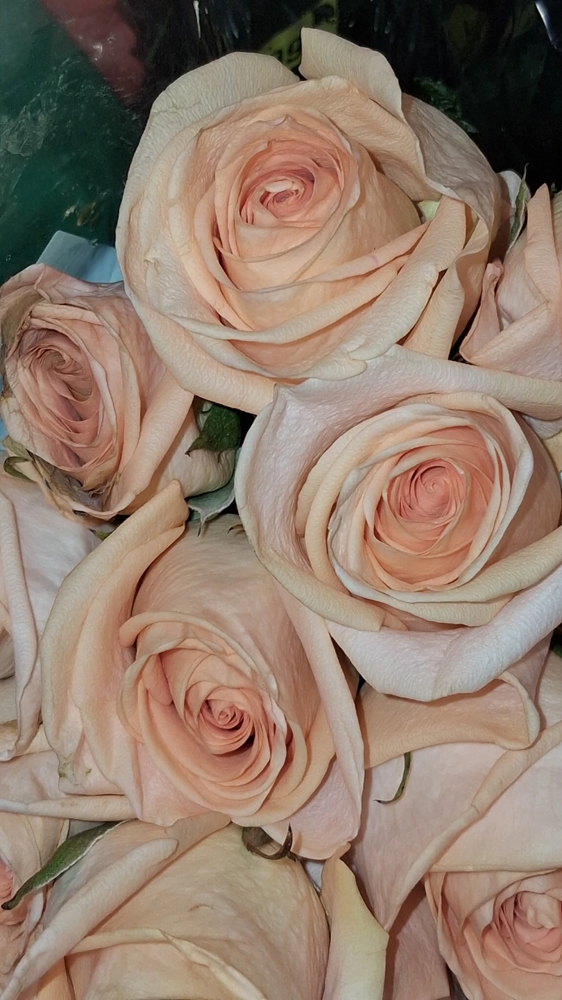 Fresh Cut Roses - photo 4