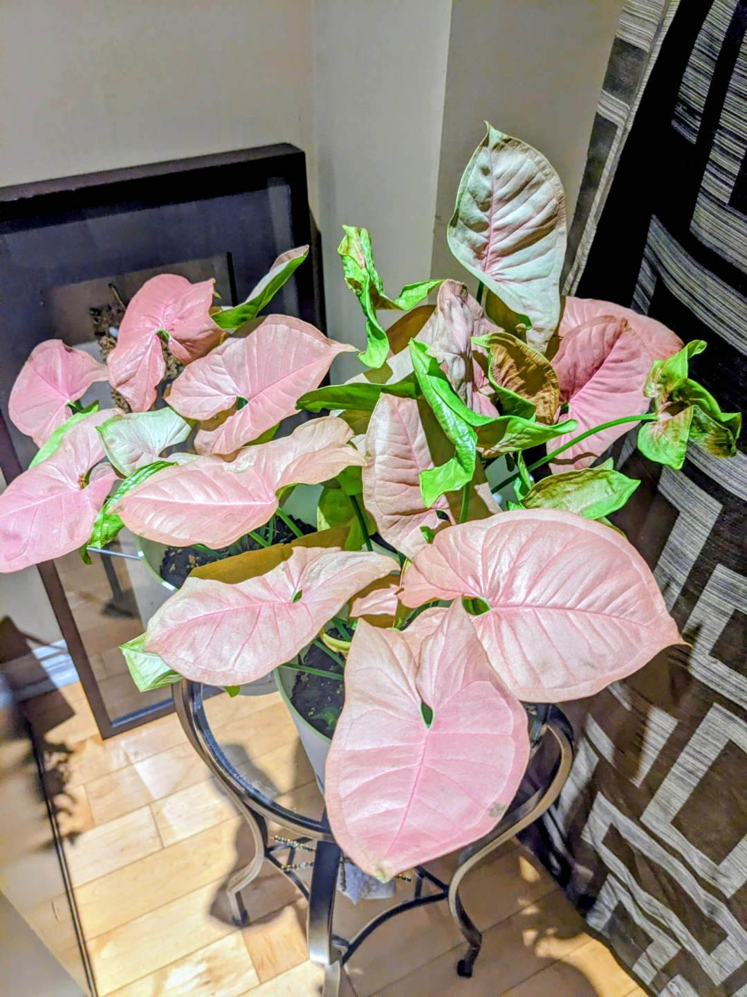 SYGONIUM PINK 12 "/ INDOOR PLANT - photo 3