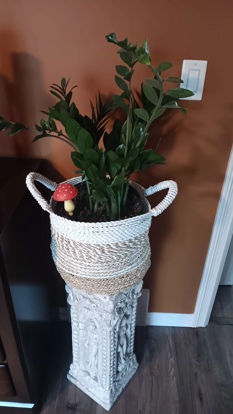 ZZ Plant in Decorative Basket and Pedestal - photo 2