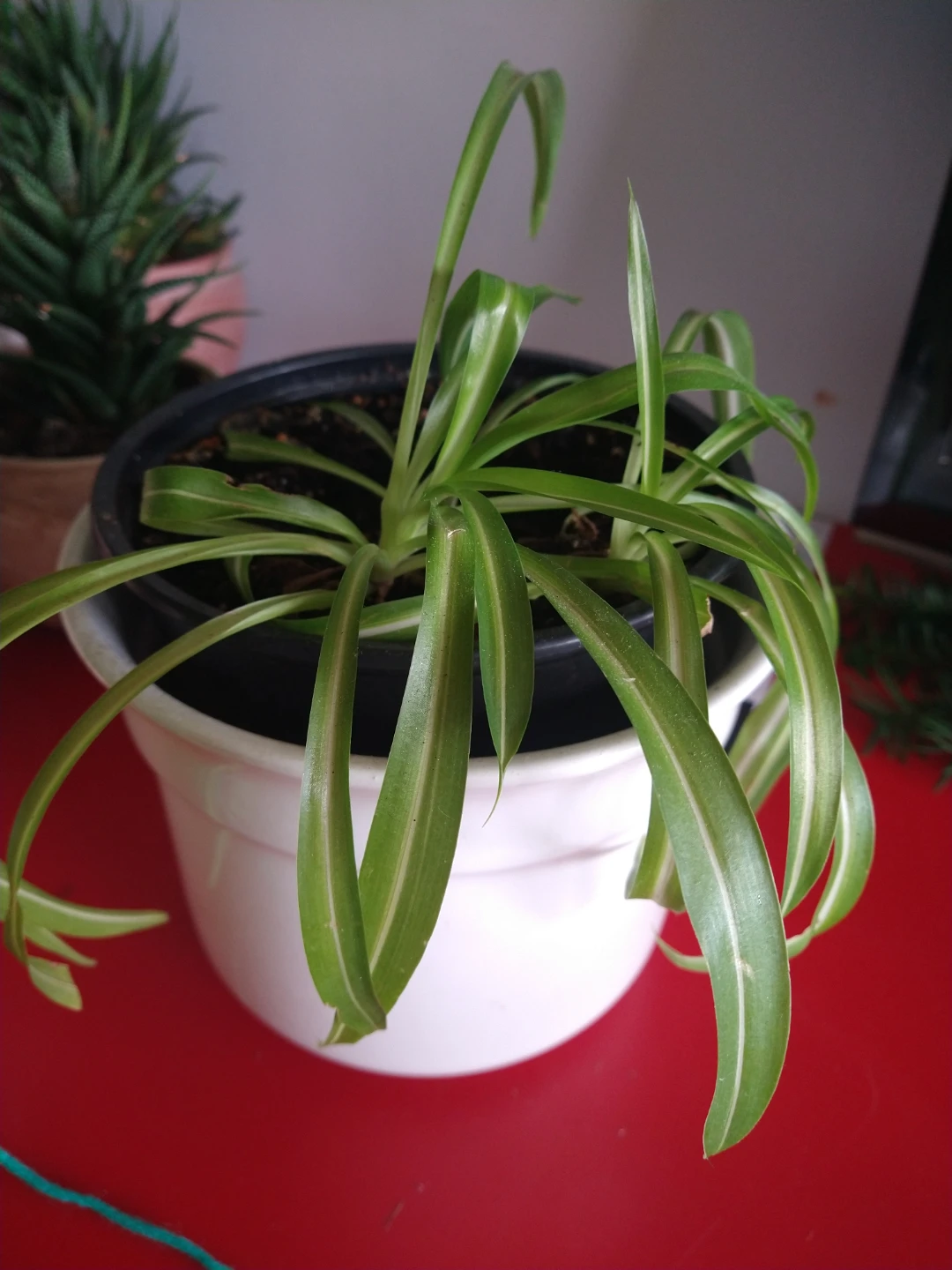 Spider Plant in White Pot
