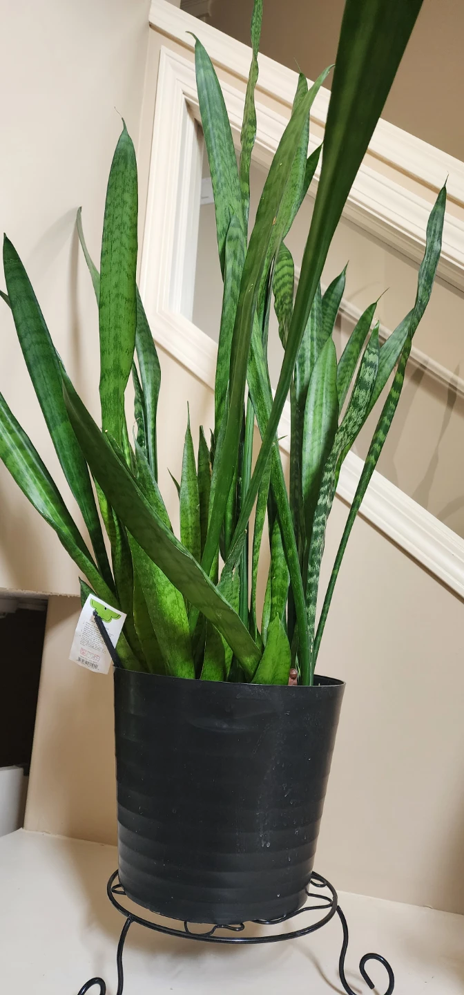 Large Snake Plant in Black Pot - photo 2