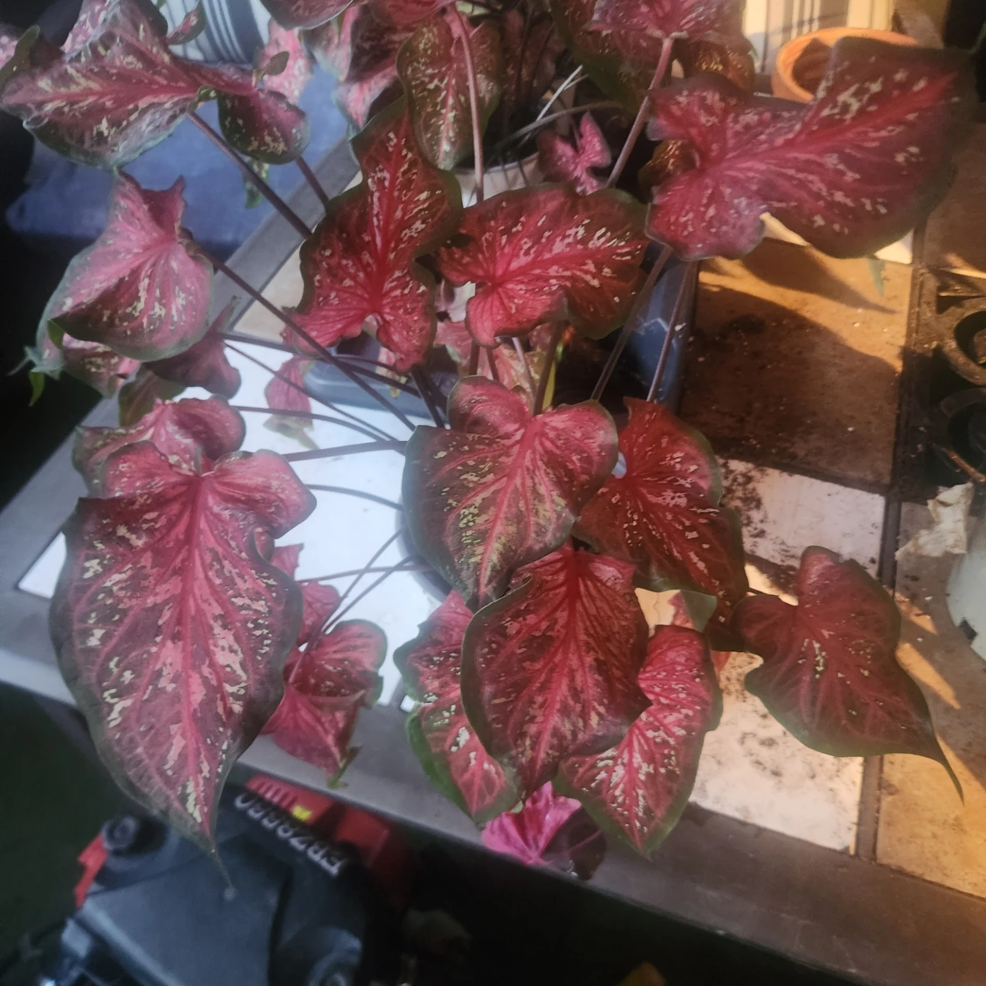 Red Caladium Plant