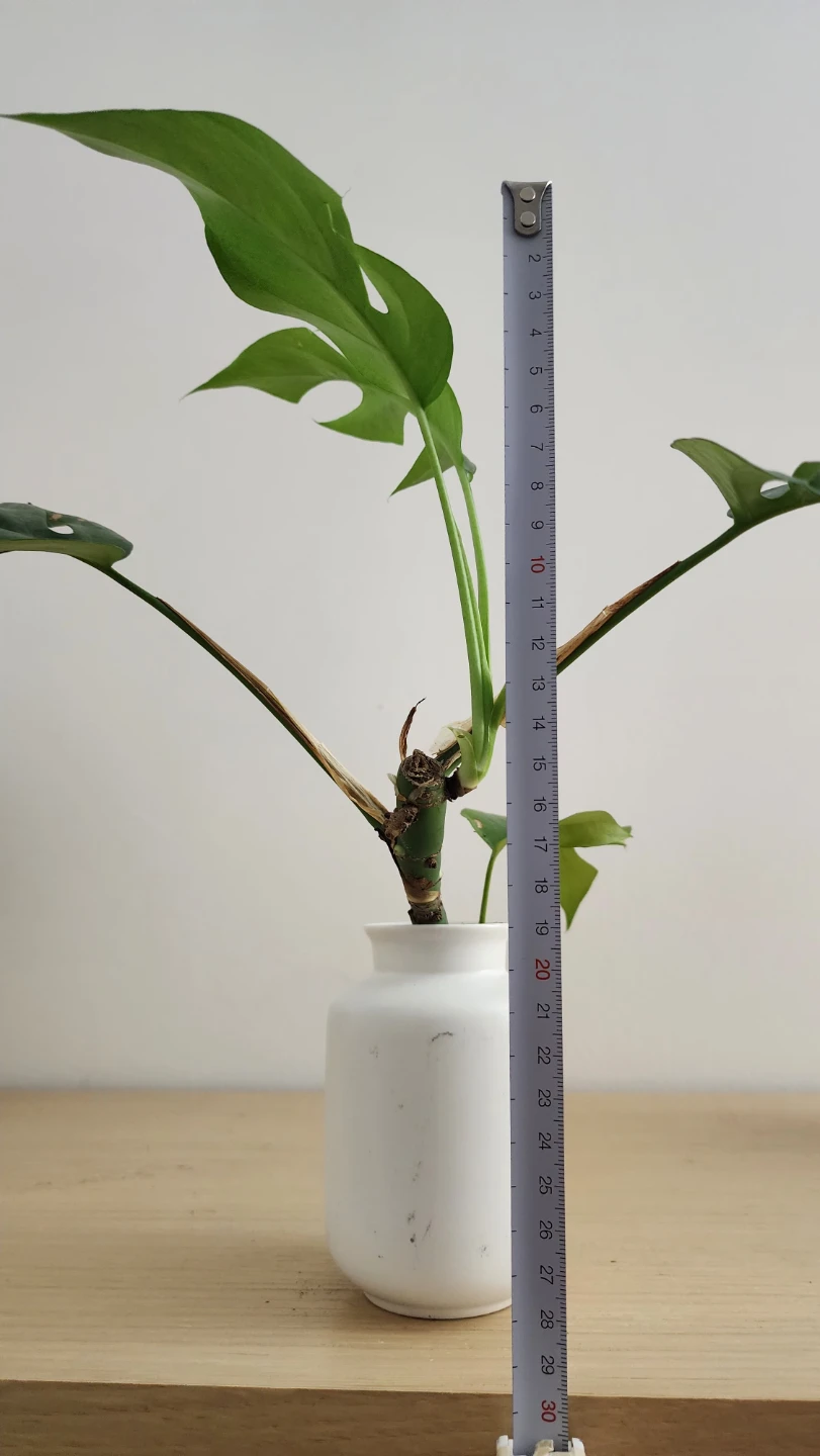 Rhaphidophora Tetrasperma in White Vase - photo 3