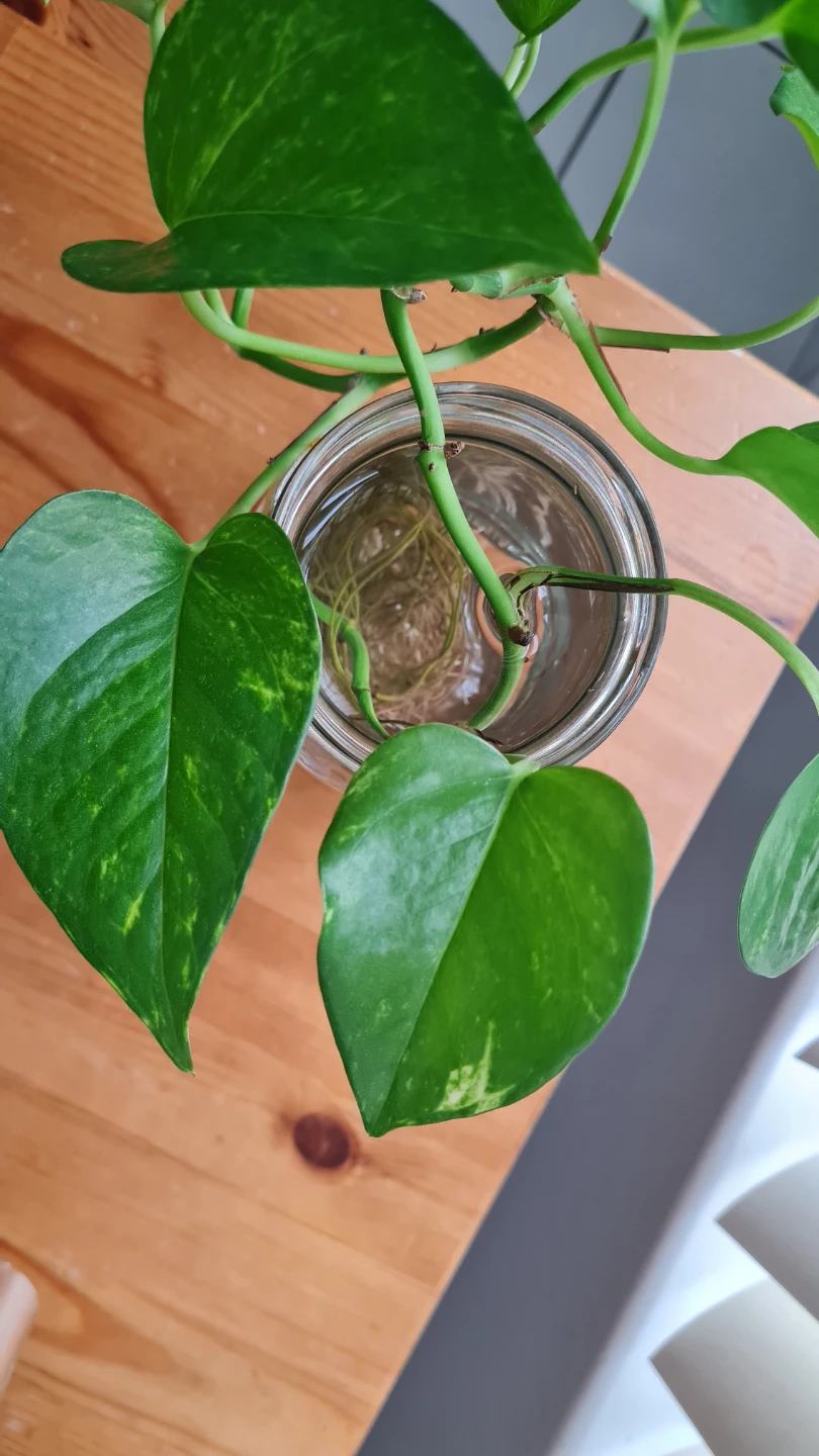 Healthy Golden Pothos Propagating in water 🌱🌱 - photo 3
