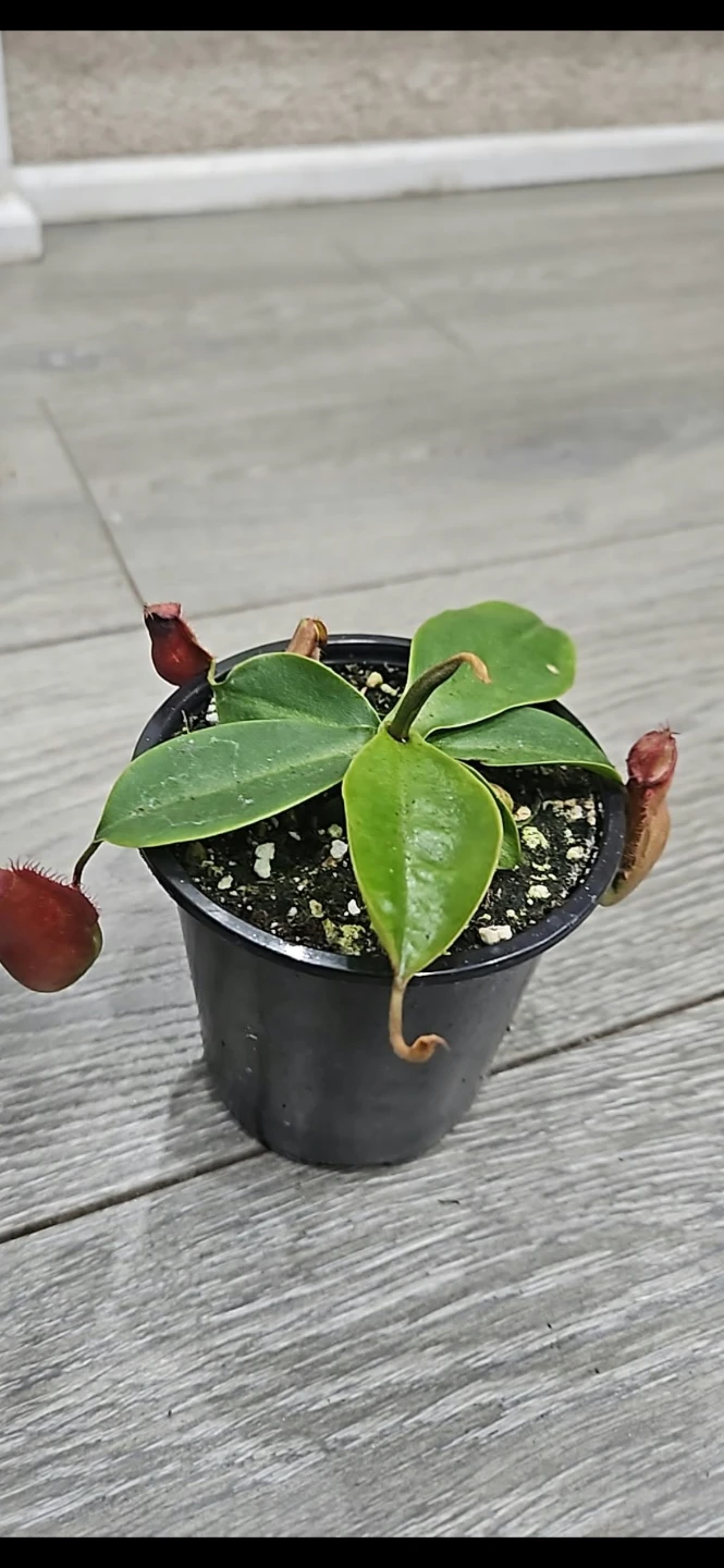 Nepenthes Pitcher Plant