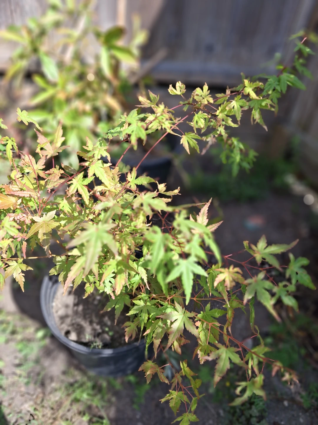 Japanese Maple Potted Tree - photo 4