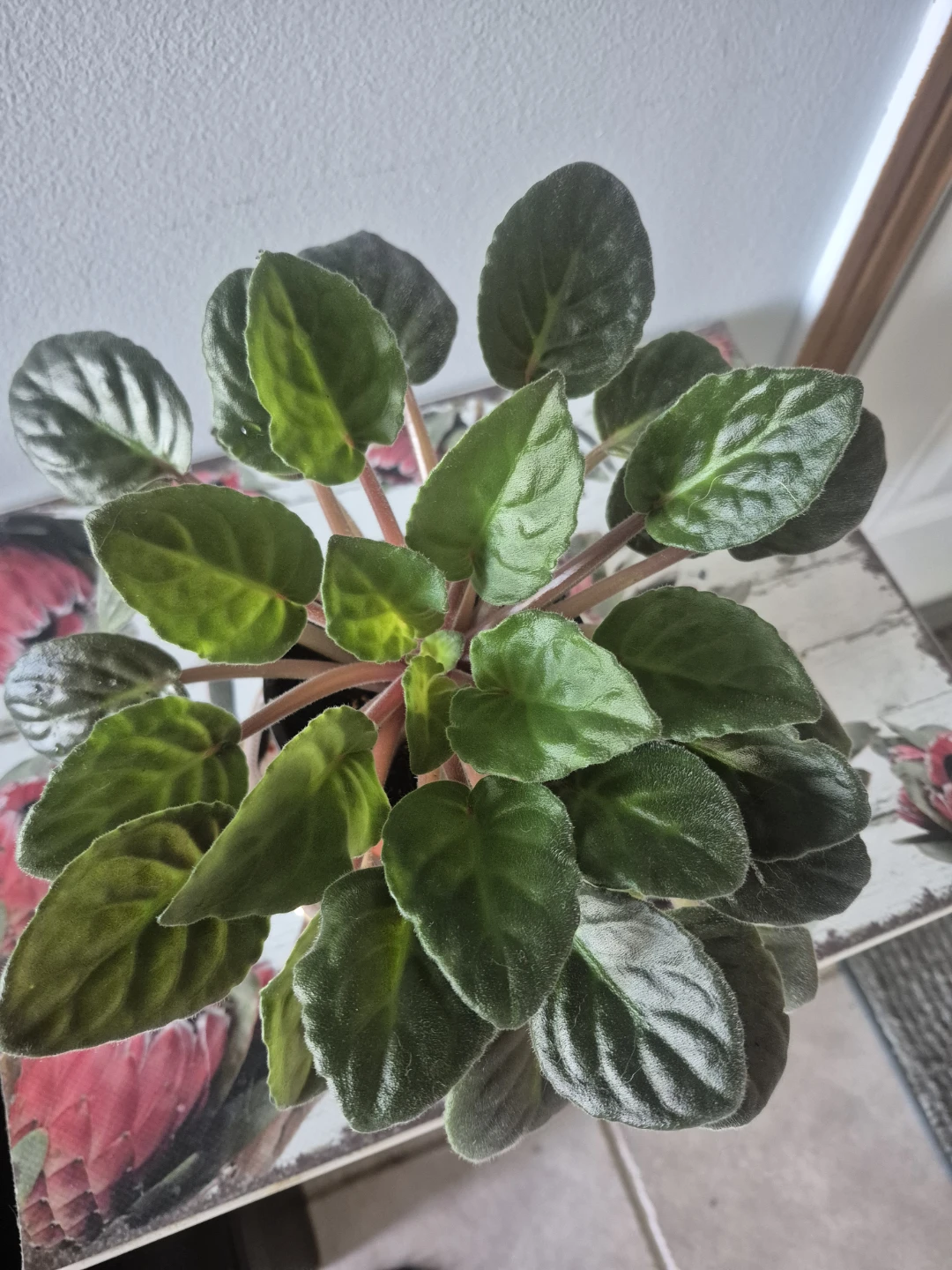 African Violet Plants – $4 Each - photo 3
