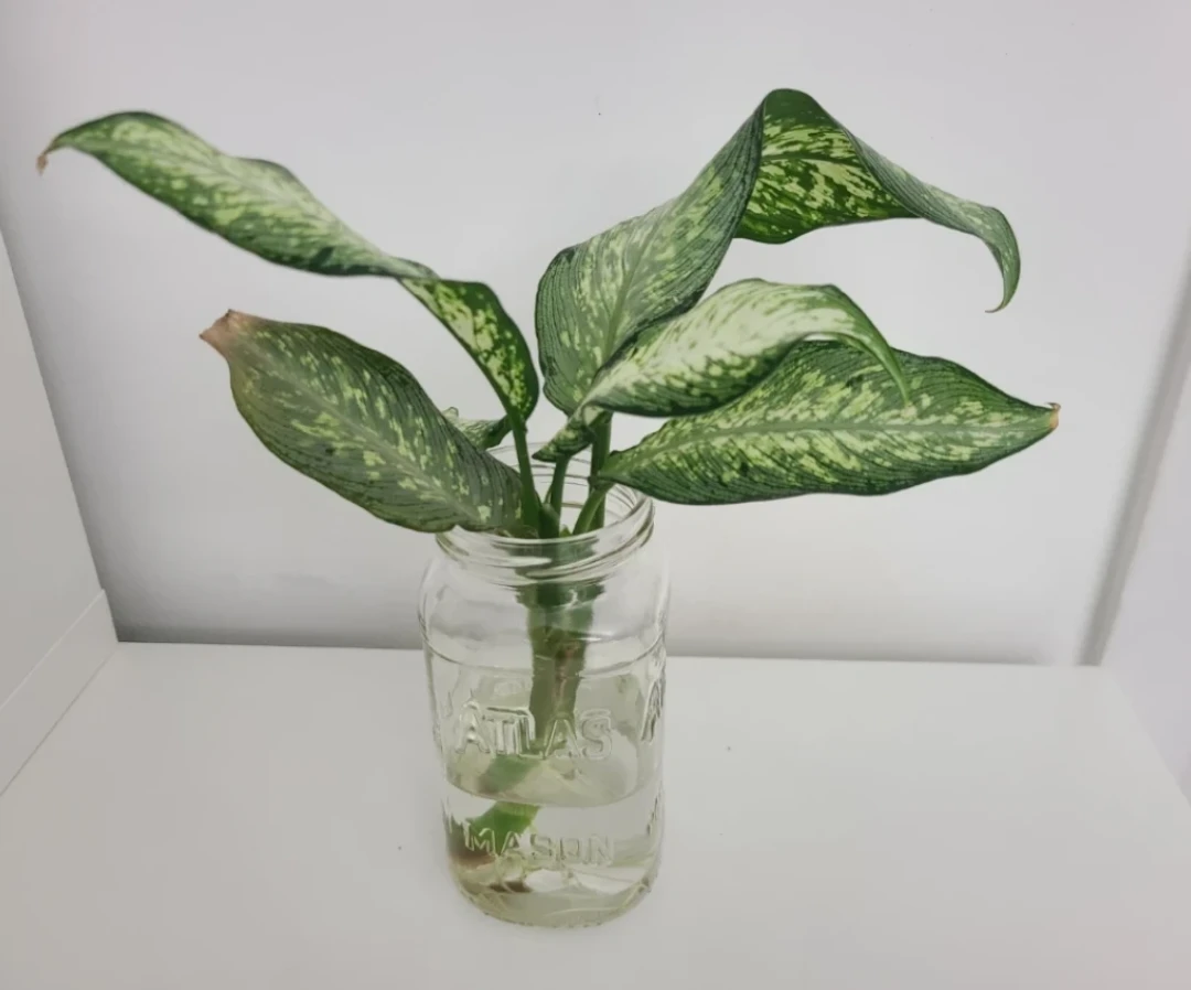 Dieffenbachia Plant Cutting