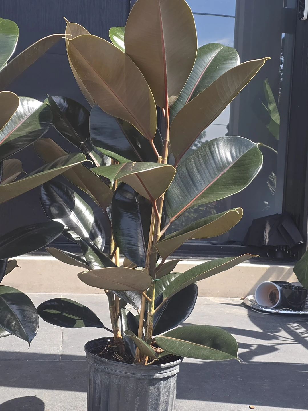 Rubber Plant (Ficus elastica) - photo 2