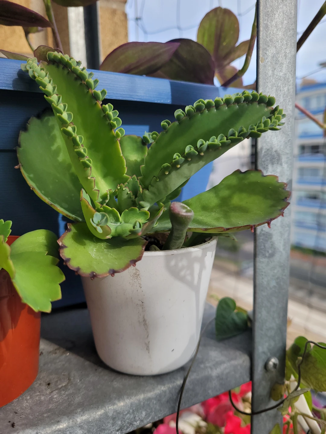 Mother of Thousands Succulent in Pot