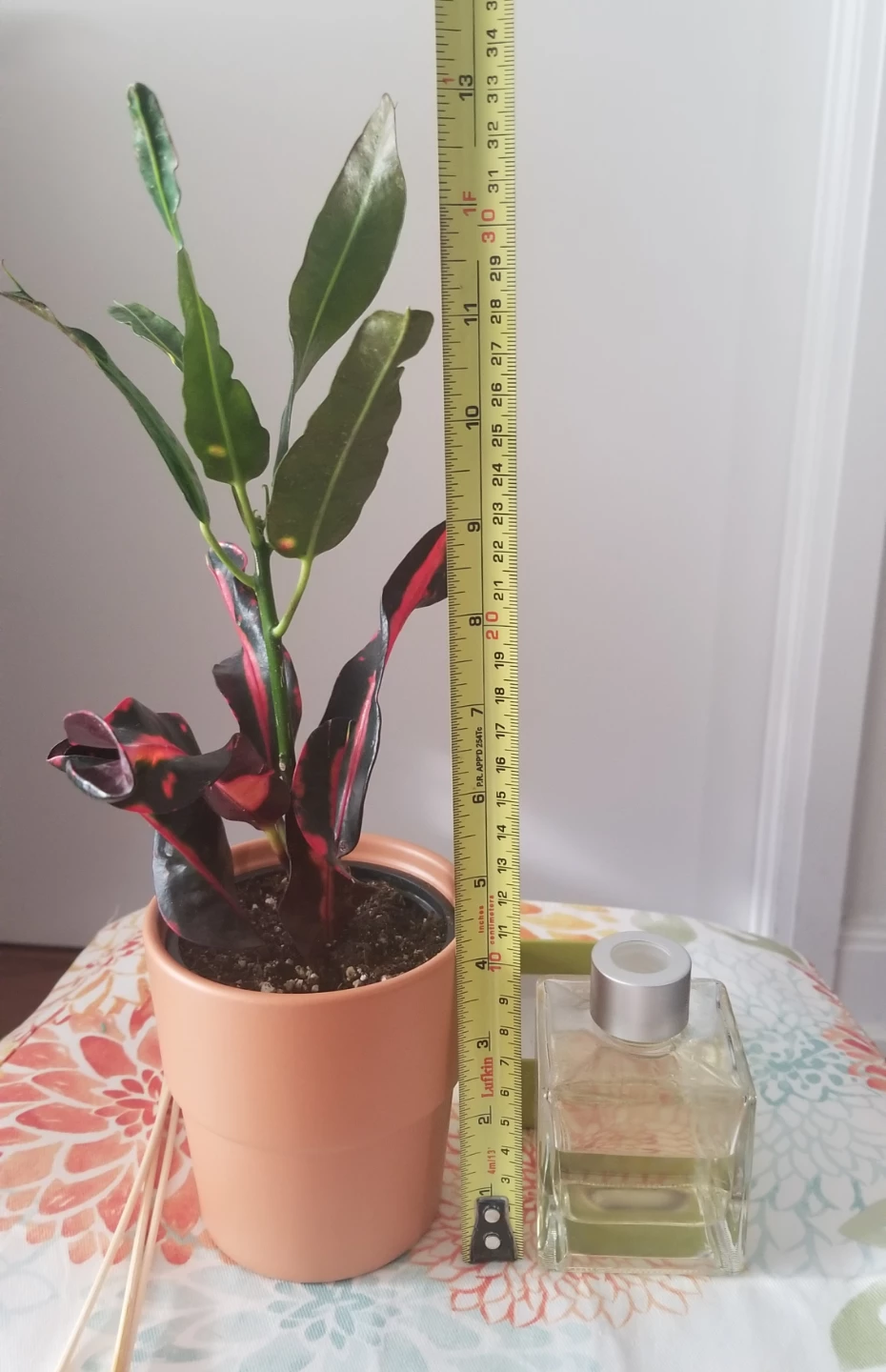 Croton plant+ Ceramic Pot and Gardenia reed diffuser set - photo 5