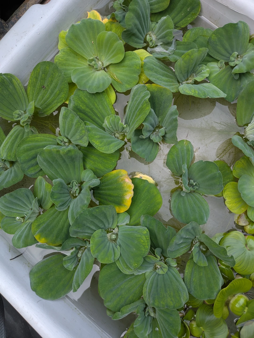 Floating Water Lettuce Plants (5 for $5)