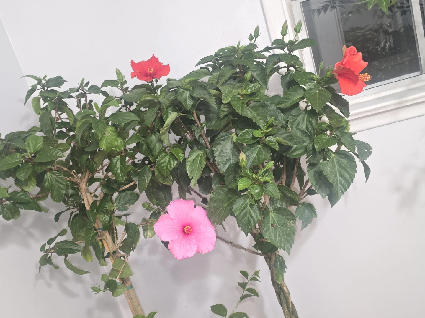Braided Hibiscus Tree with Pink and Red Blooms - photo 2