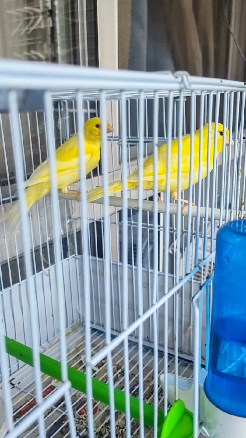 Two young canaries - photo 3