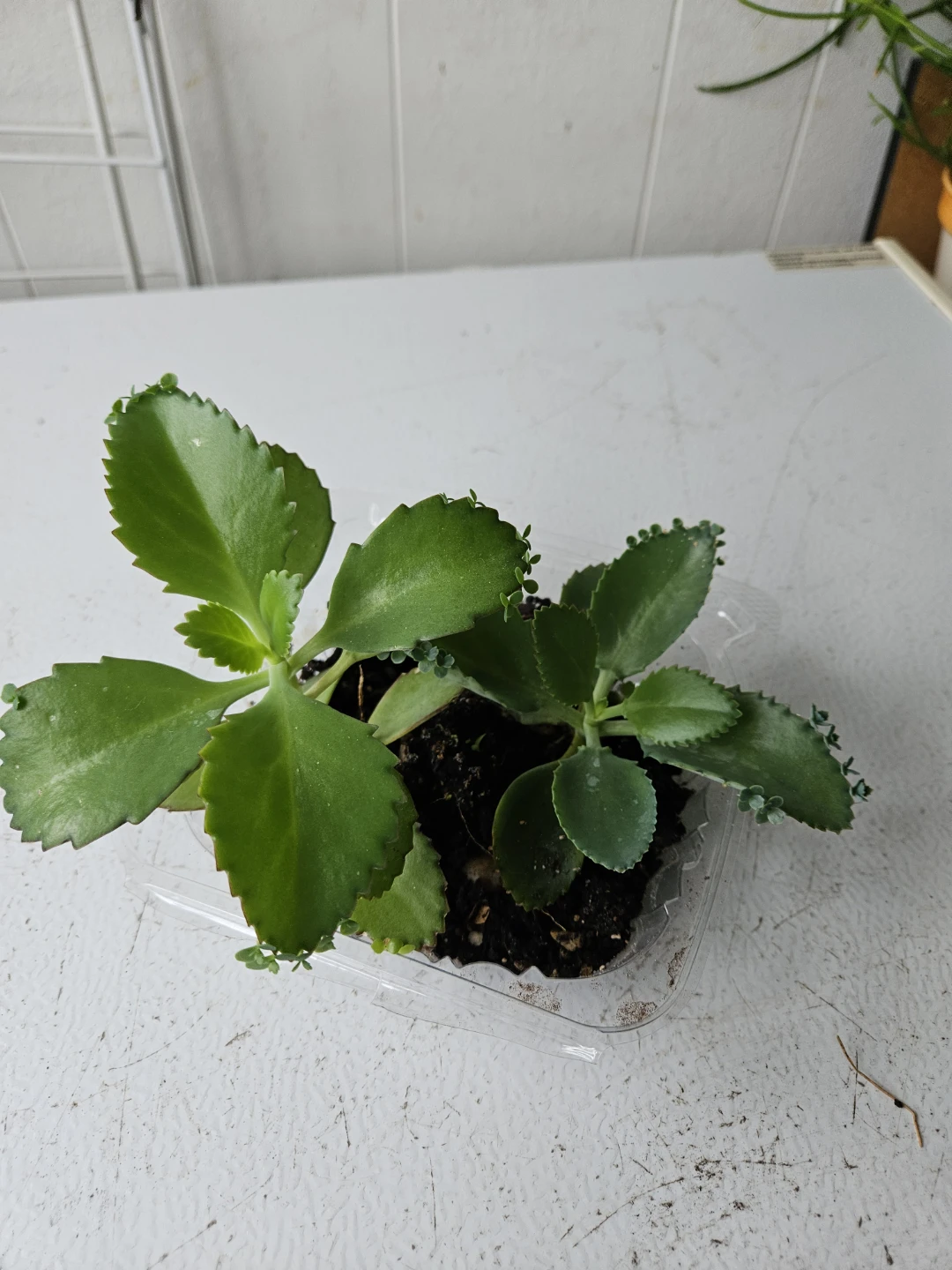 Mother of Thousands Plant - photo 2