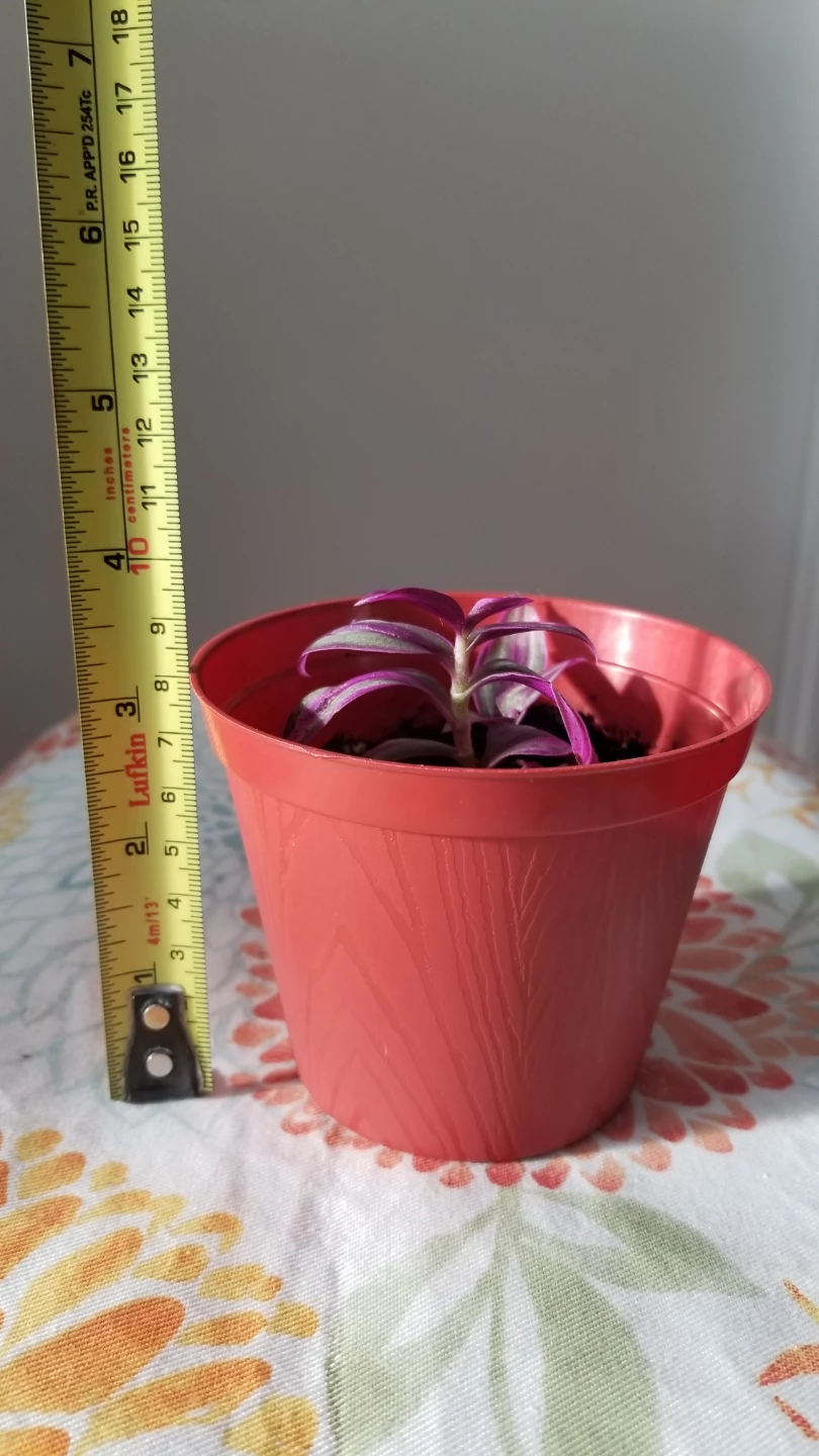 Tradescantia mini  plant - photo 2