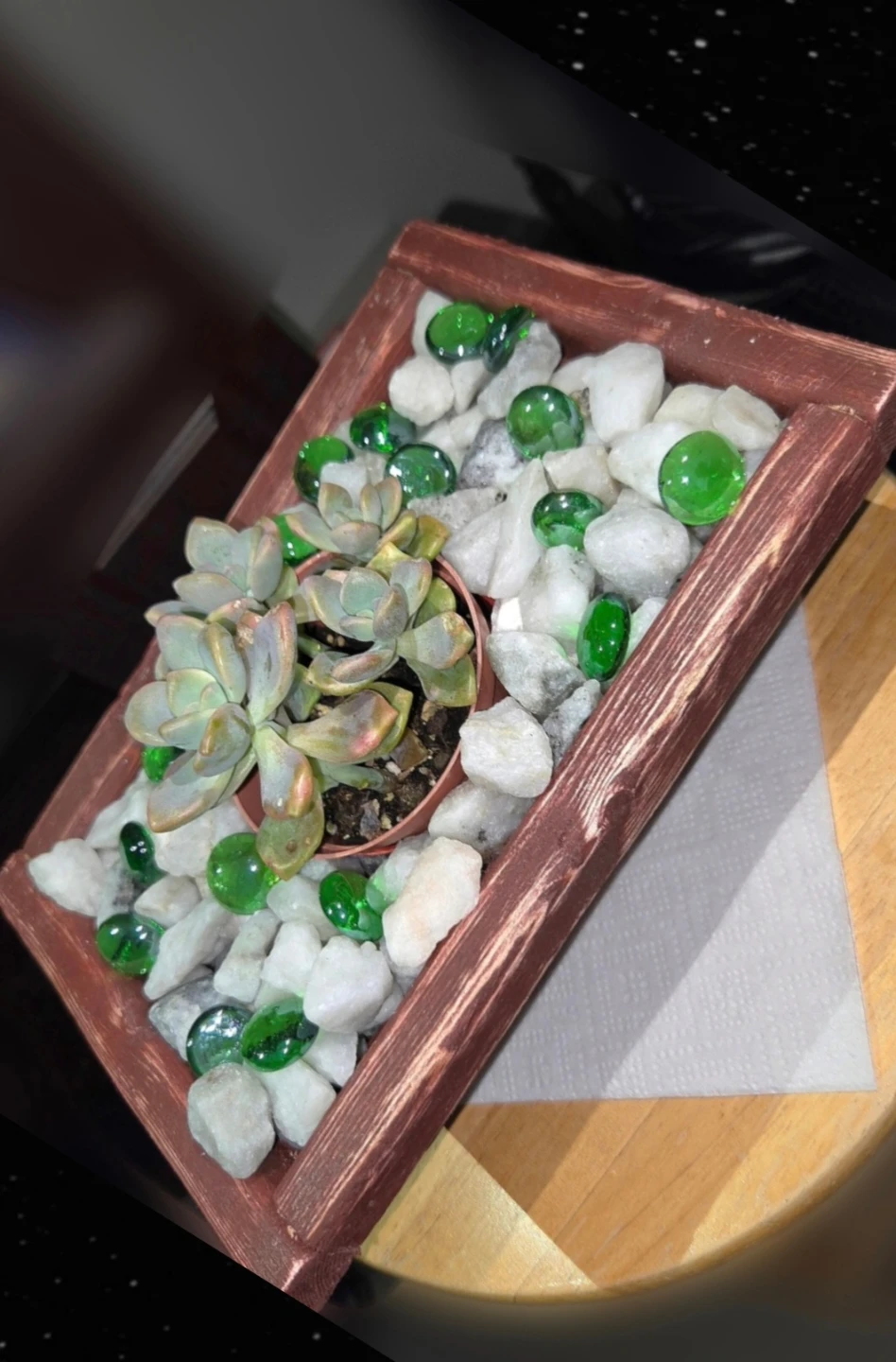 Succulents ready for a  gif 🎁 - photo 4