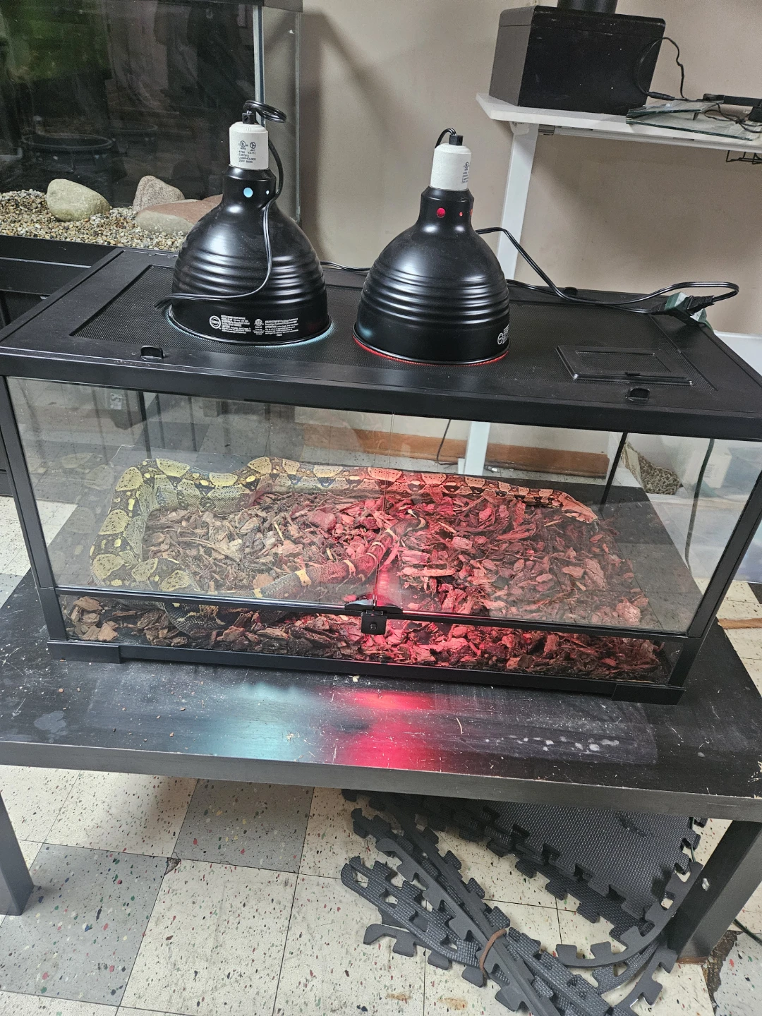 Thrive Glass Reptile Tank with Heating Lamps