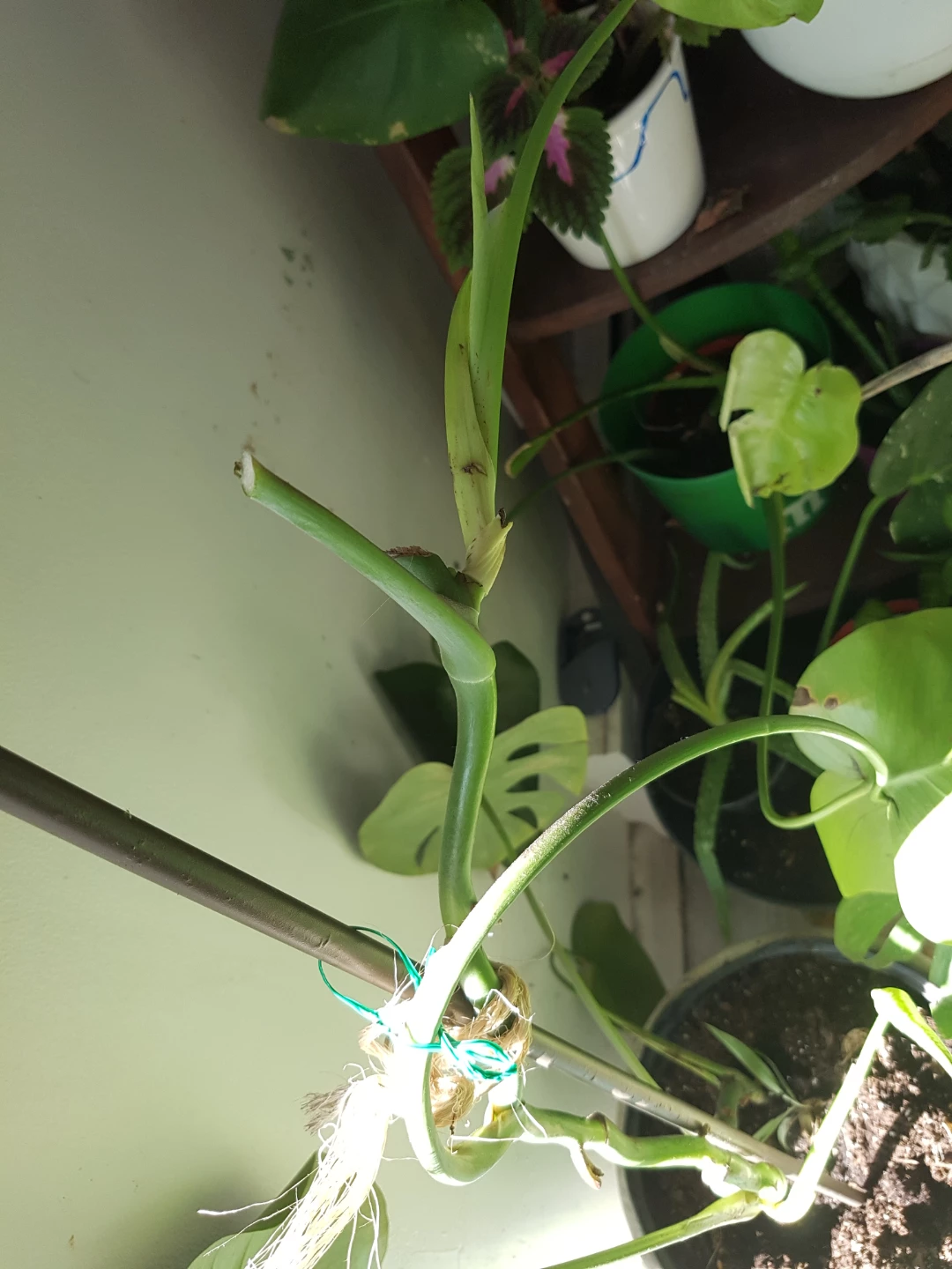 Monstera Deliciosa cutting with support stake - photo 5