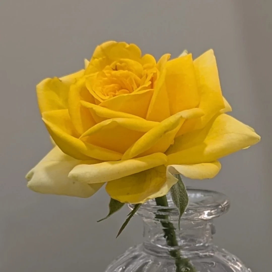 Mini Yellow Rose Plant