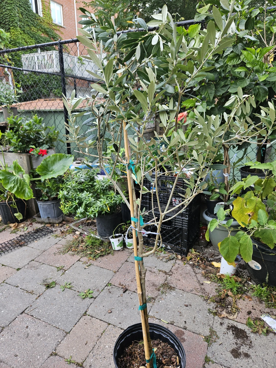 Potted Olive Tree Standard - photo 2