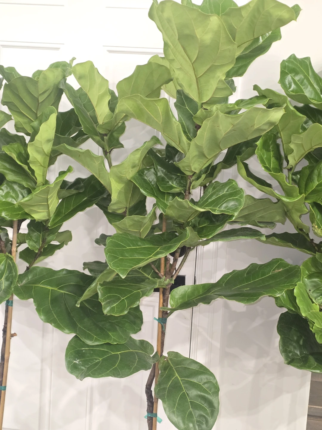 Fiddle Leaf Fig Trees -