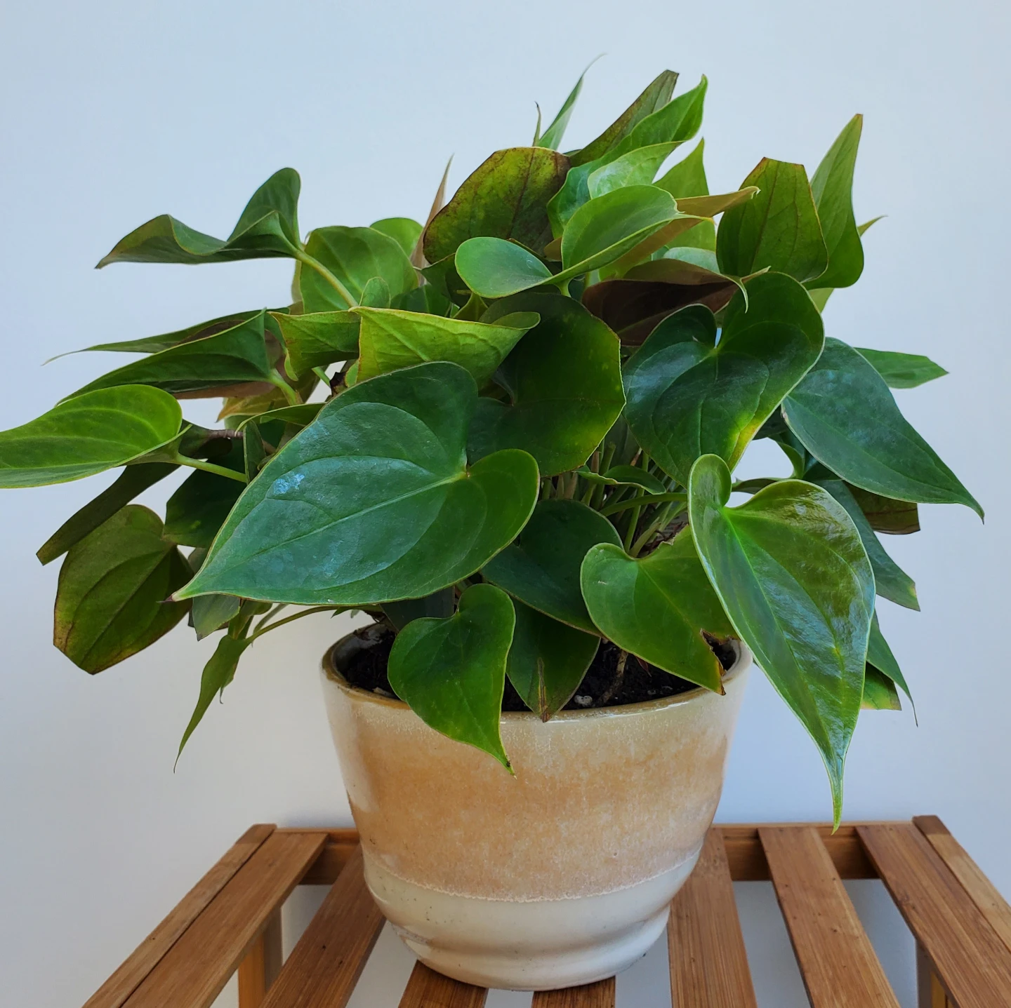 14" Anthurium Plant in Ceramic Pot