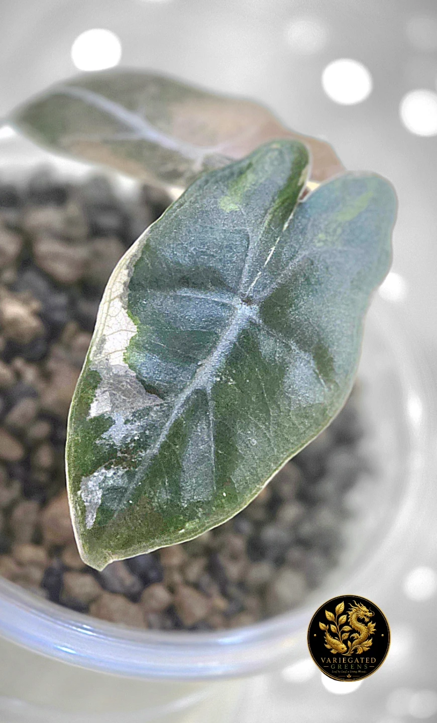 Alocasia pseudosanderiana "Lavender Fault" - photo 3