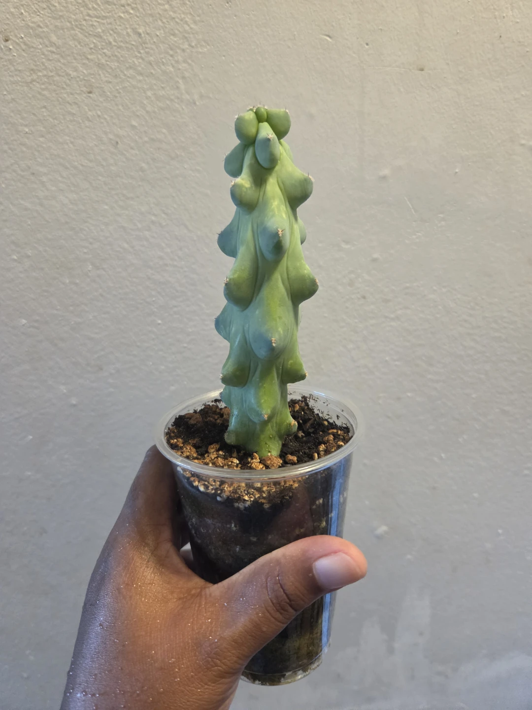 BOOBIE CACTUS IN SOIL ✨️🌵🩷