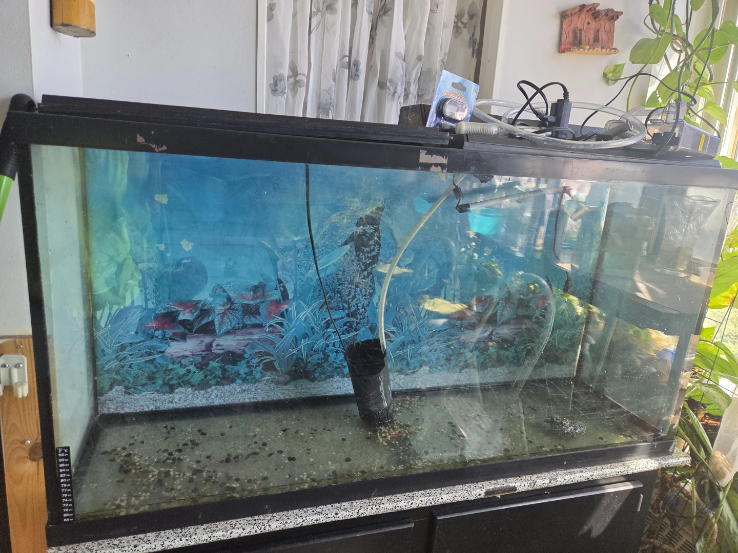 Big Aquarium