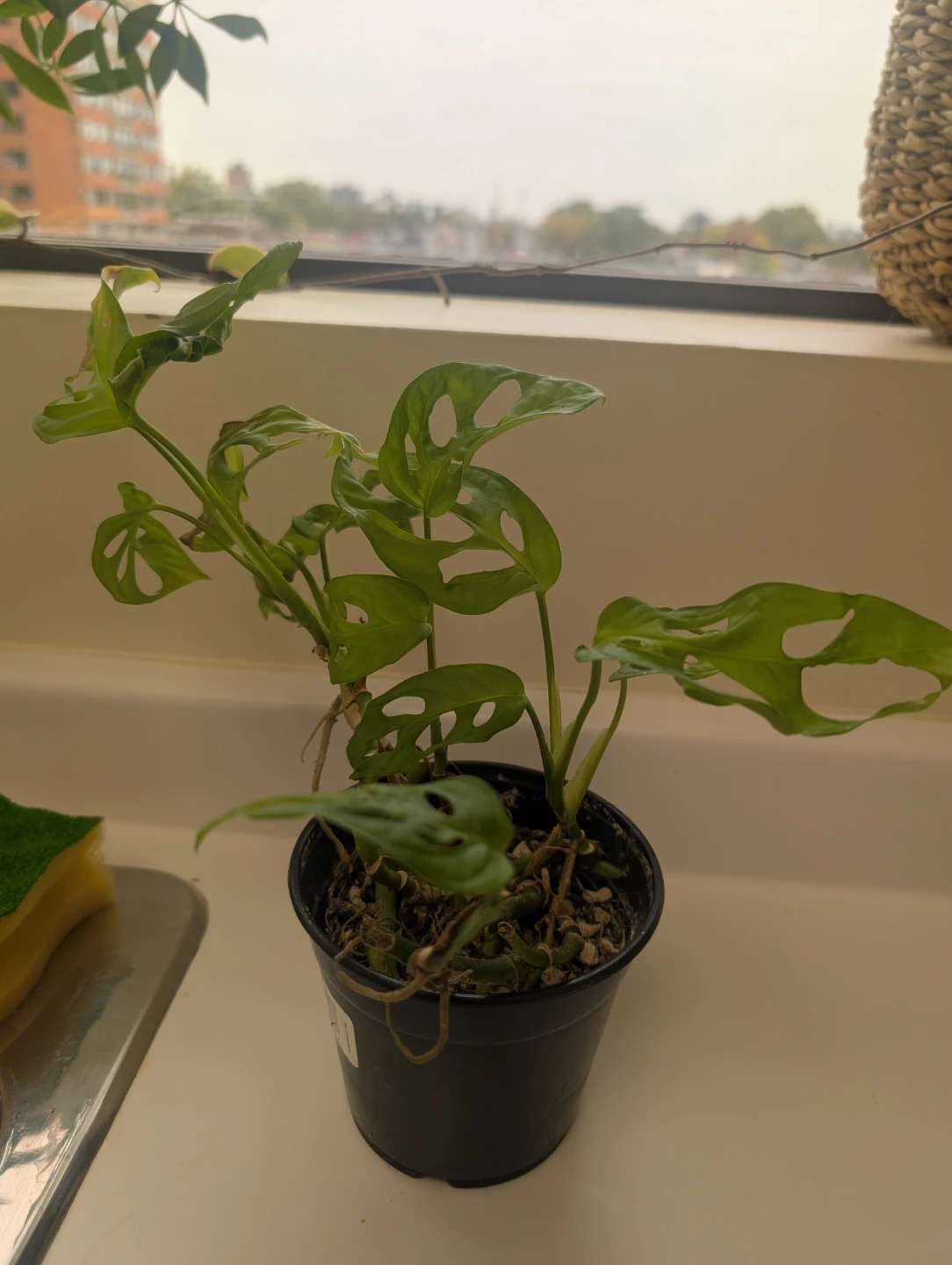 Monstera Adansonii plant (5 growing points) - photo 3