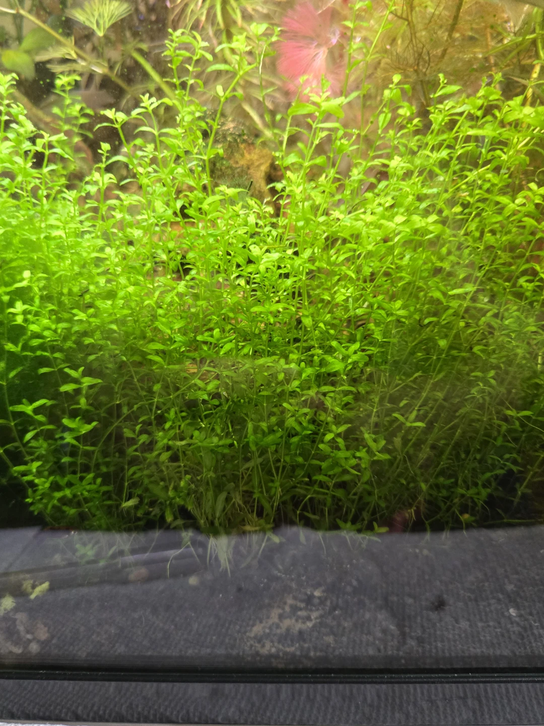 Drawf sag, Rotala red, Pearlweed - photo 3