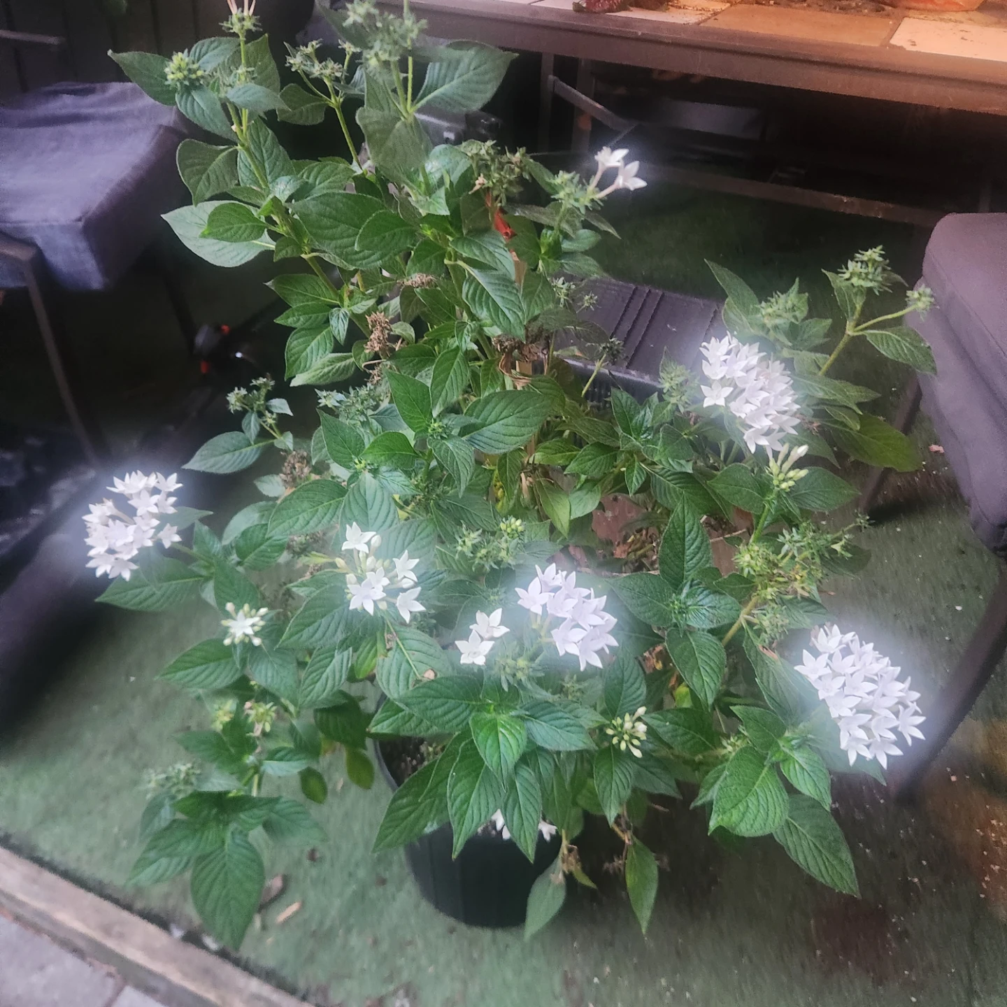 White Egyptian Starcluster Pentas Plant