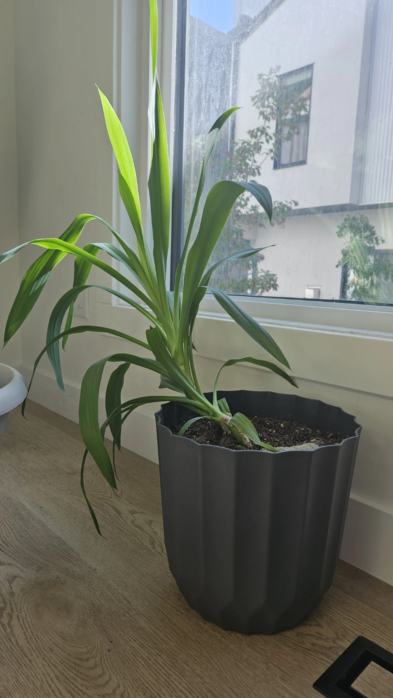 Yucca plant in black pot