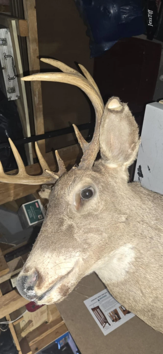 Taxidermy - photo 2