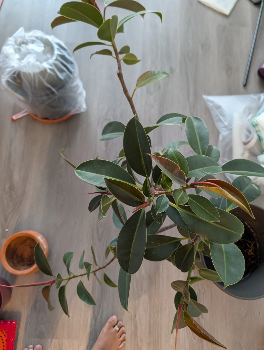 House Plants / Monstera - photo 3