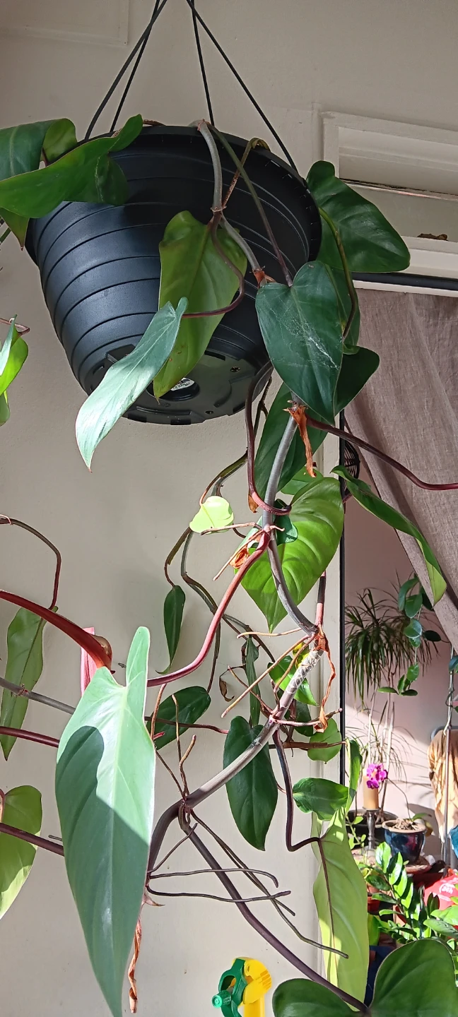 Philodendron Erubescens Red Emerald Hanging Plant - photo 2