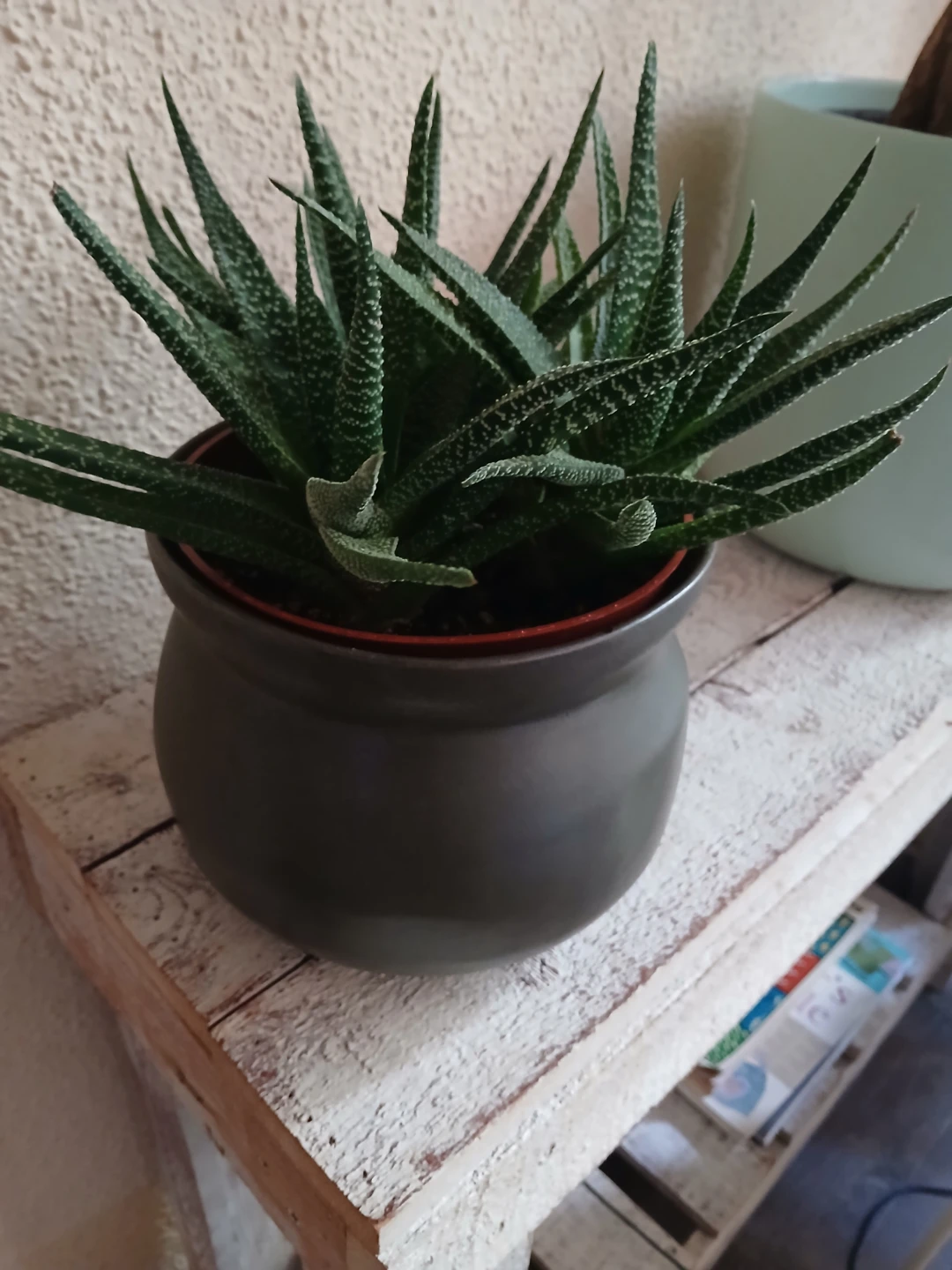 Haworthia Zebra Succulent in Dark Grey Pot - photo 2