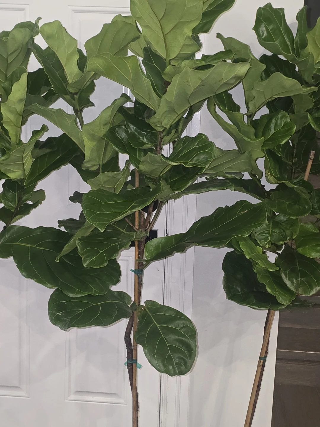 Fiddle Leaf Fig Trees - - photo 4