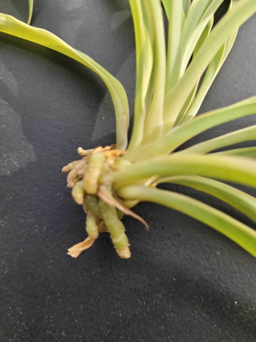 Variegated Spider Plant Offsets - photo 4