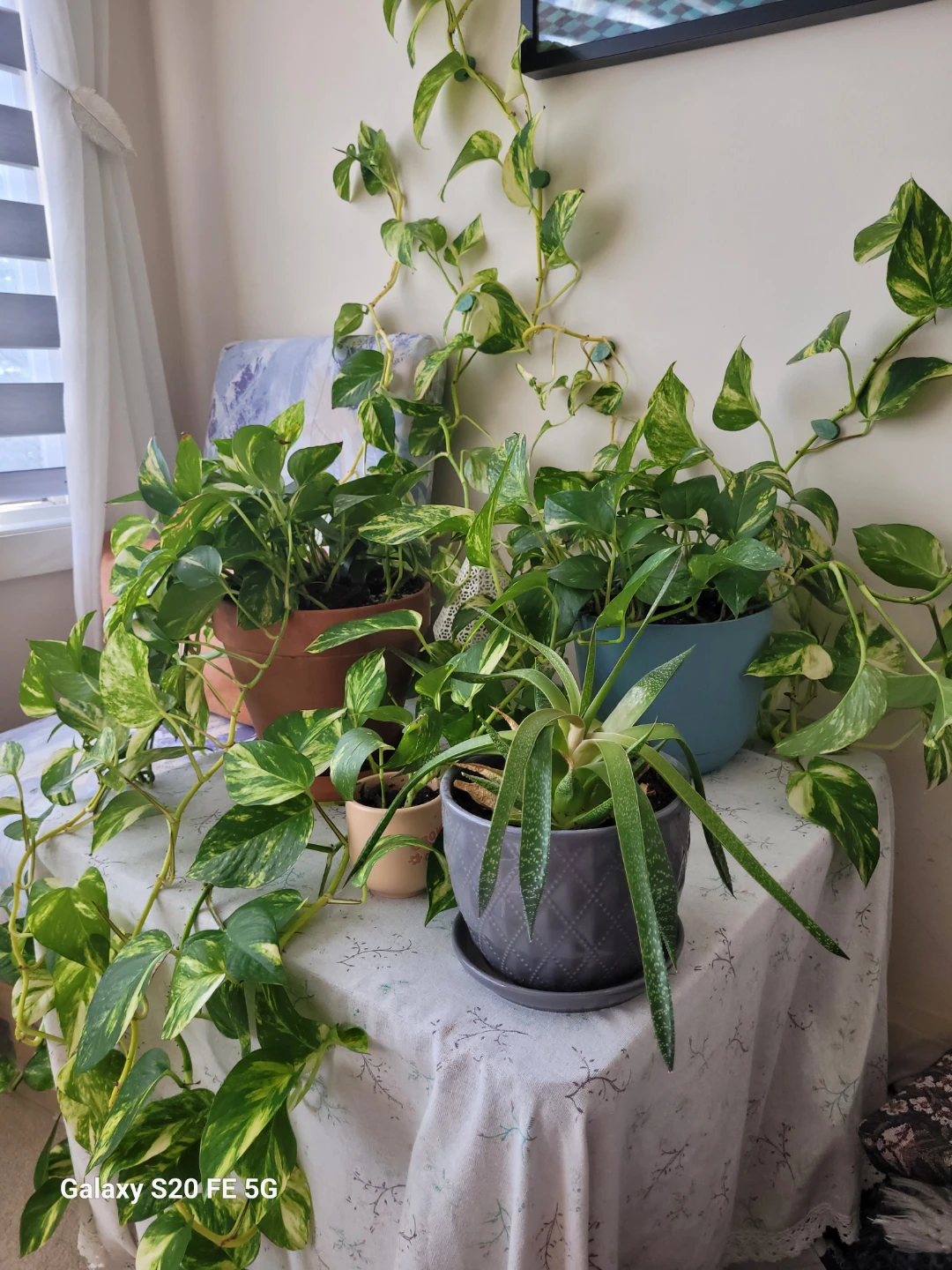 Pothos