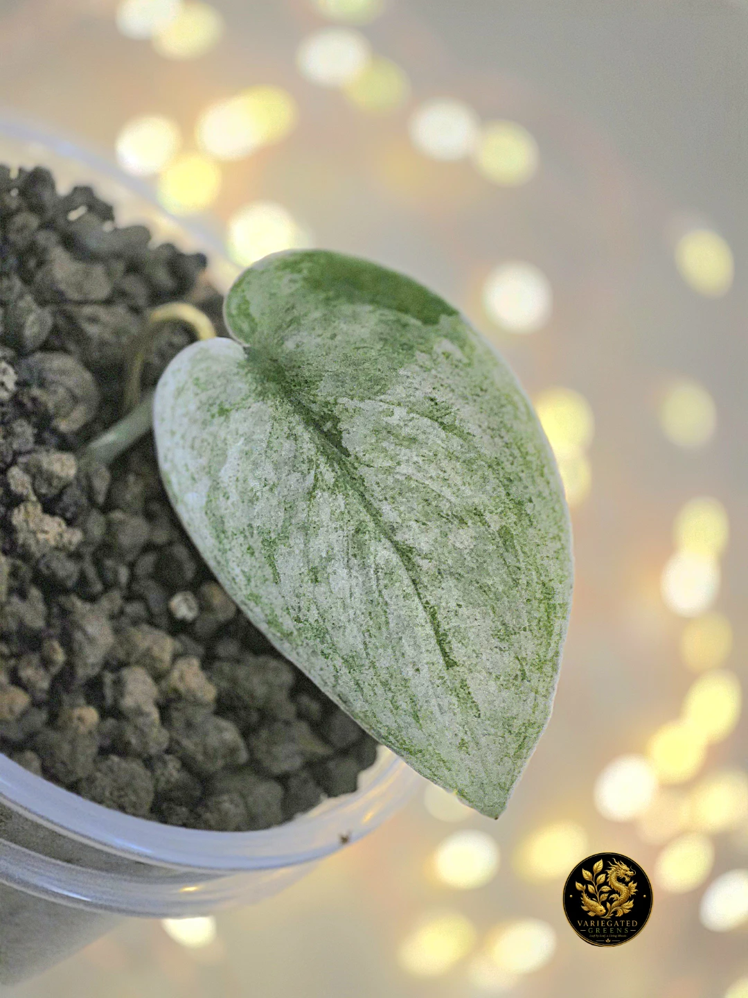 Scindapsus Halimoon "Mineral Wash"