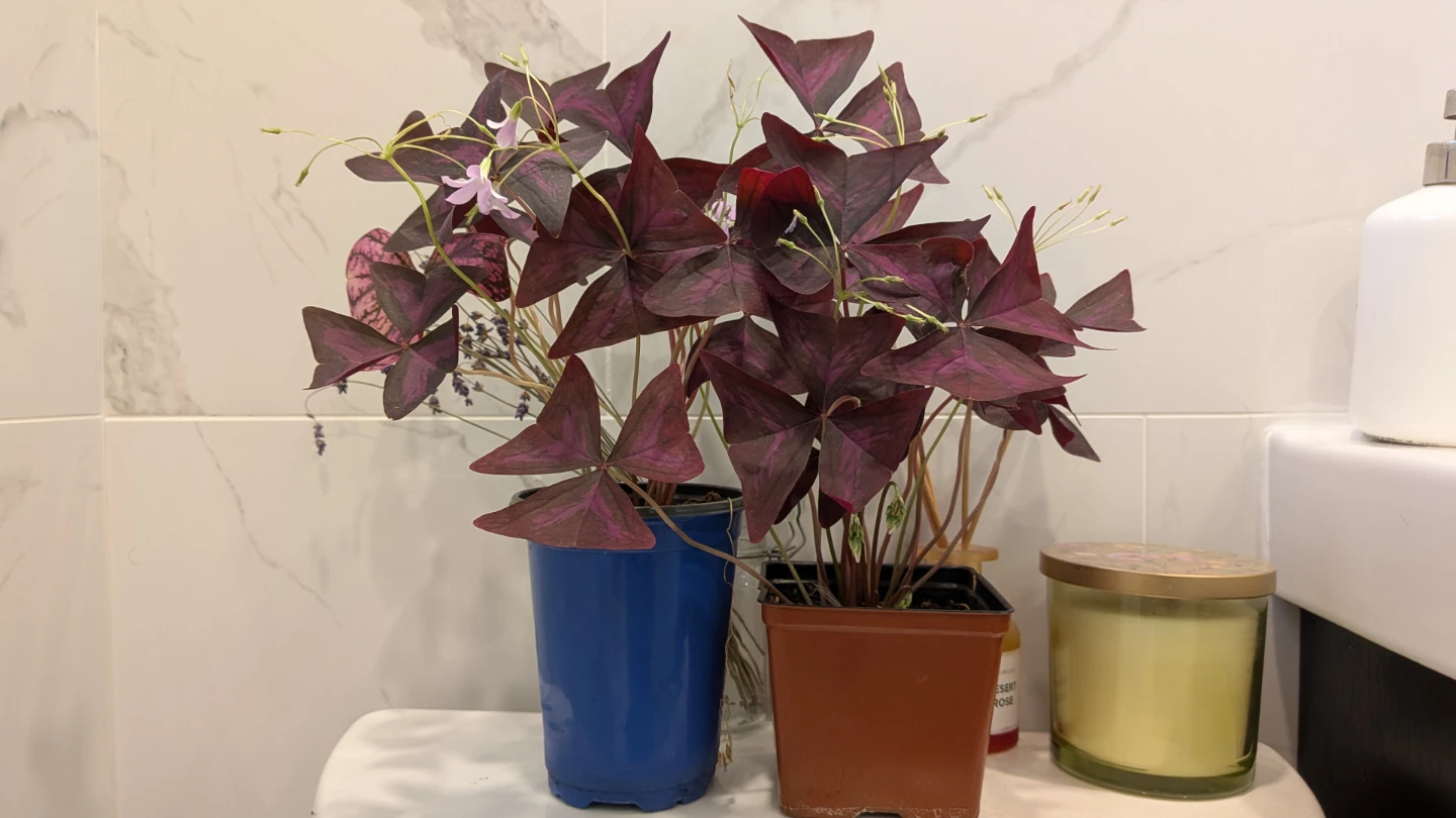 Purple Oxalis
