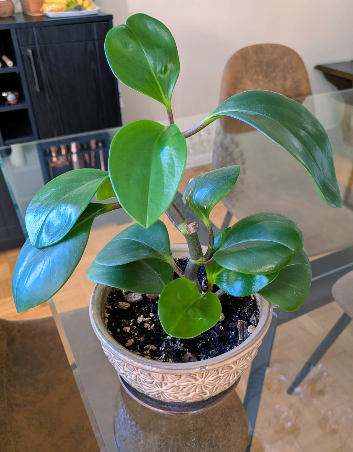 Peperomia obtusifolia in decorative pot - photo 3