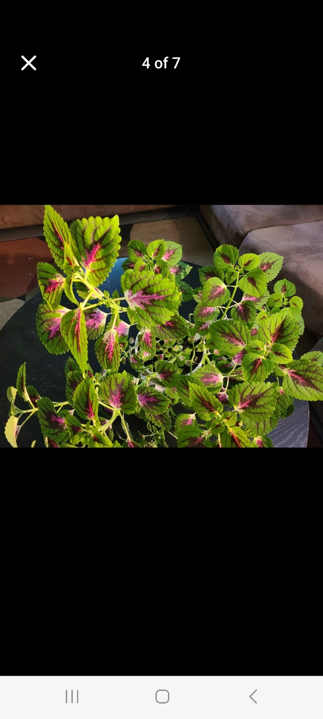 Huge Coleus plant with vibrant green and purple leaves - photo 2