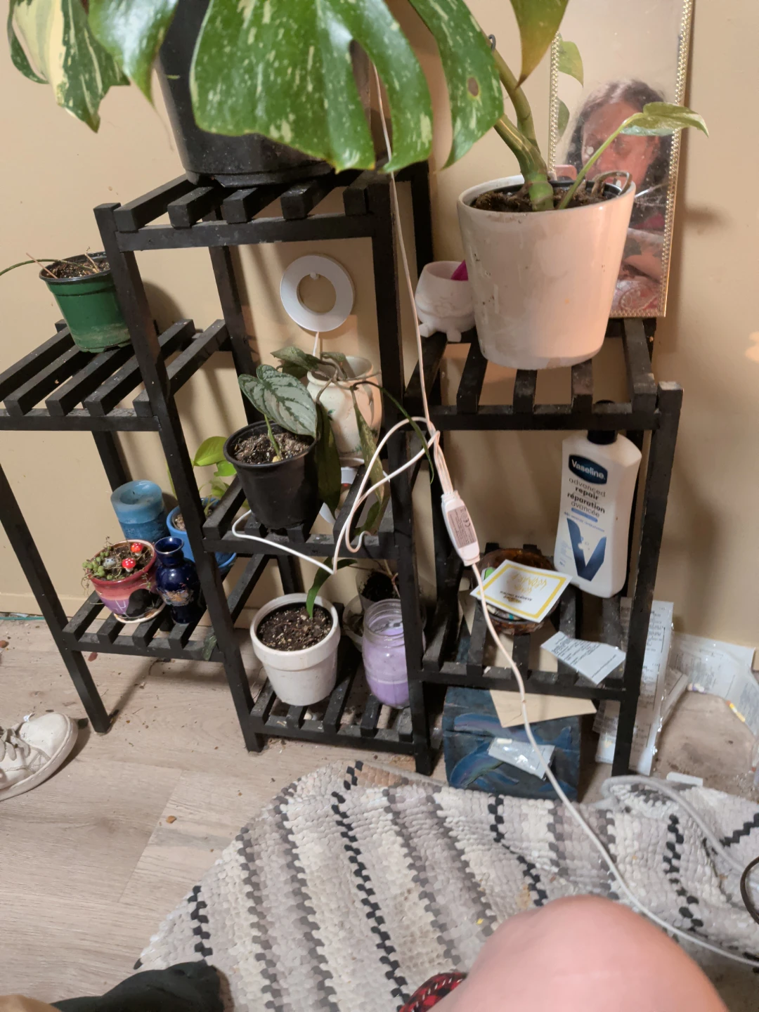 Variegated Monstera Houseplant - photo 5
