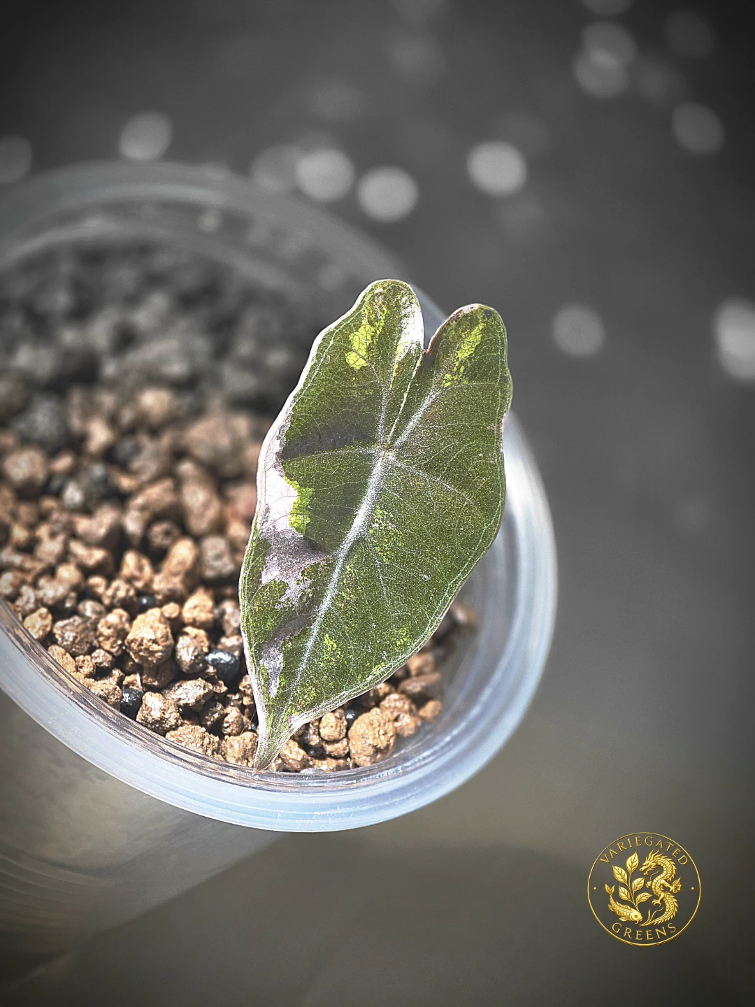 Alocasia pseudosanderiana "Lavender Fault" - photo 2