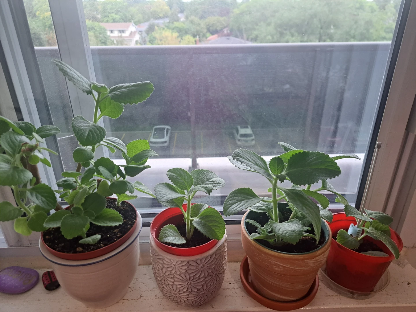 Mexican Mint/French thyme plant - photo 3