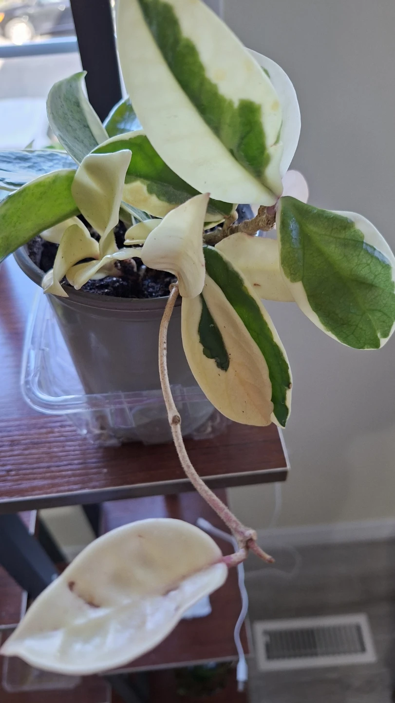 Hoya Carnosa Tricolor - photo 4